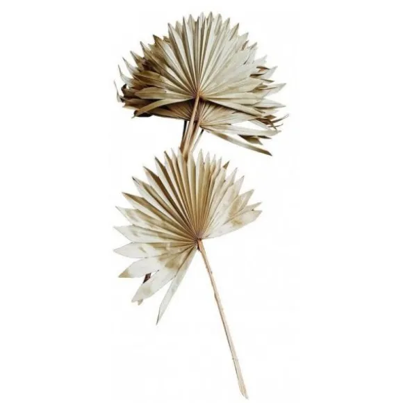 Bouquet de 10 Feuilles de Palmier Séchées Entières