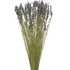 Bouquet de lavande sur tige - 50 cm