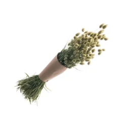 Bouquet de Phalaris naturel vert