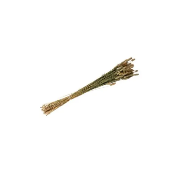 Bouquet de Plumeaux Lagurus Naturels