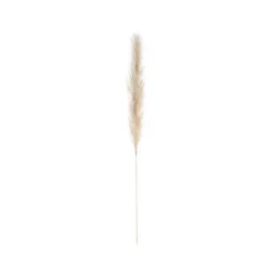 Herbe de Pampa naturelle de 115 cm