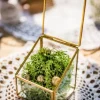 Joli Terrarium - Le Bijou - Or